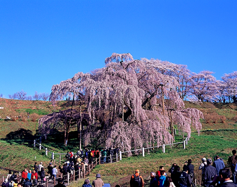 日本三大桜として知られる三春滝桜（三春町）